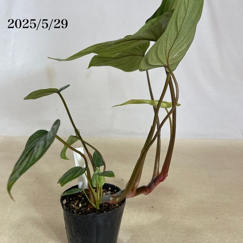 フィロデンドロン マーメイ(マメイ) 3号(現品)｜芳樹園オンラインショップ