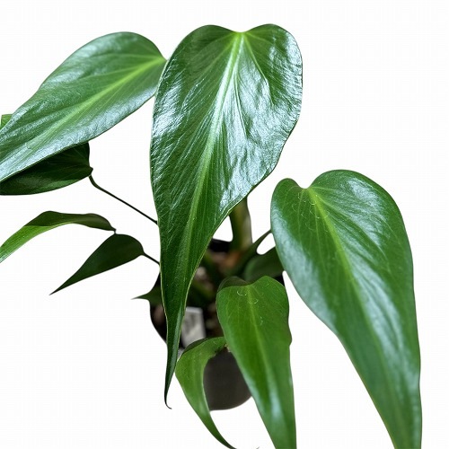 モンステラ バールマルクスフレーム 3.5号ロングポット｜芳樹園