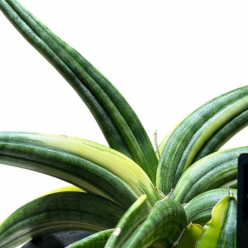 サンセベリア パテンス変種 Sansevieria Patens var. 3.5号(現品