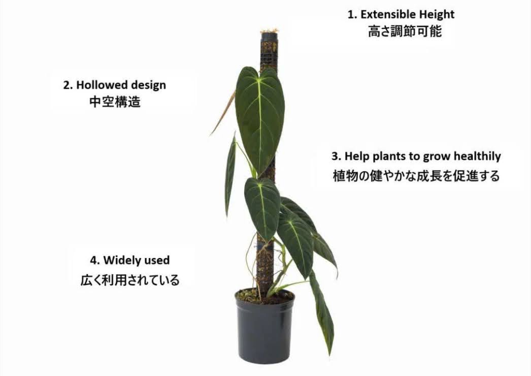 Jolie Nursery モスポール単品 20cm 白 水苔無し 1本(5号透明/5.5号