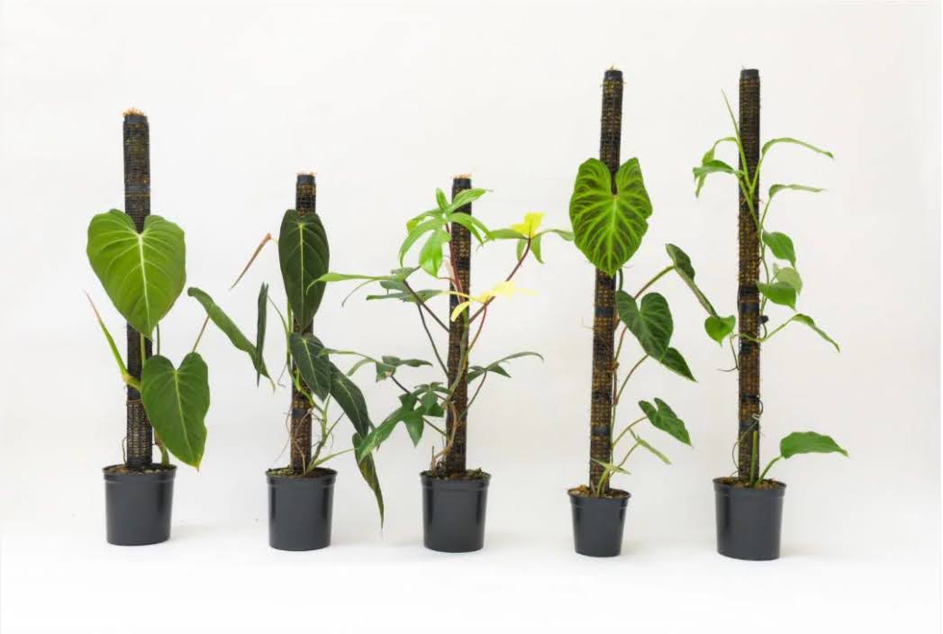 Jolie Nursery モスポール単品 20cm 白 水苔無し 1本(5号透明/5.5号