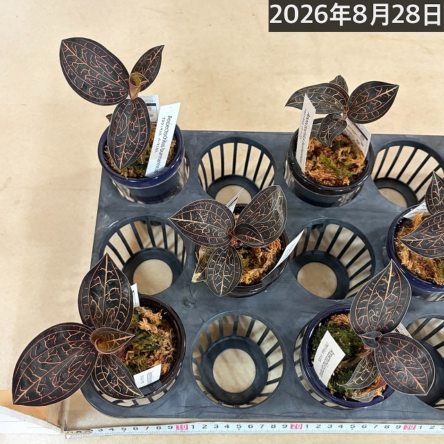 ジュエルオーキッド アネクトキルス バーマニカス 2.5号底面給水(個体