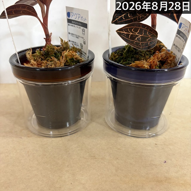 ジュエルオーキッド アネクトキルス バーマニカス 2.5号底面給水(個体