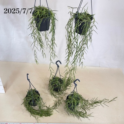 ホヤ(サクララン) リネアリス 3.5号吊り鉢｜芳樹園オンラインショップ