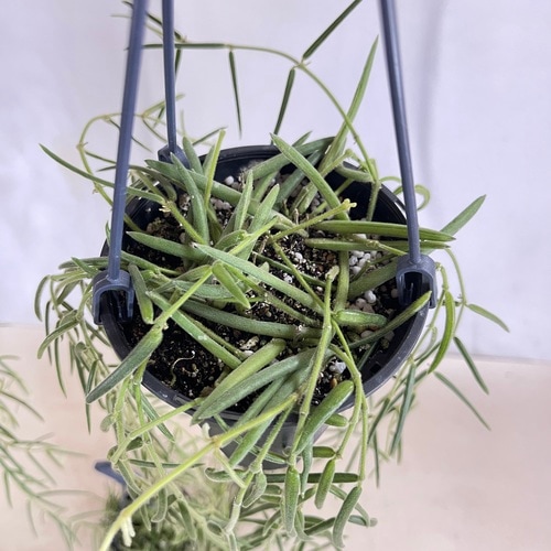 ホヤ(サクララン) リネアリス 3.5号吊り鉢｜芳樹園オンラインショップ