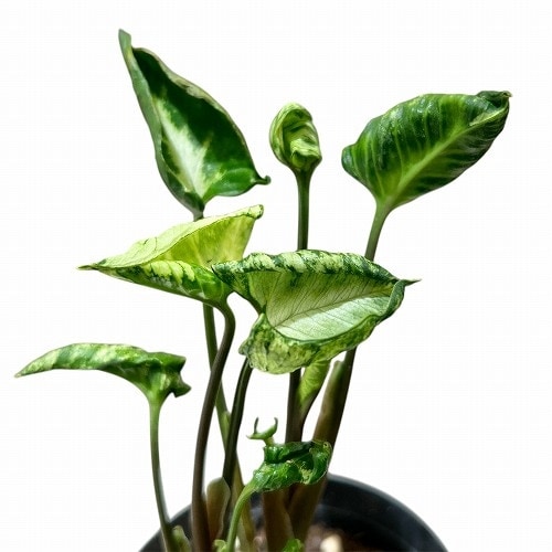シンゴニウム　ゴジラ他ご注文分 ゴジラ シンゴニウム 観葉植物 4号 | VIVAGREEN 観葉植物と雑貨