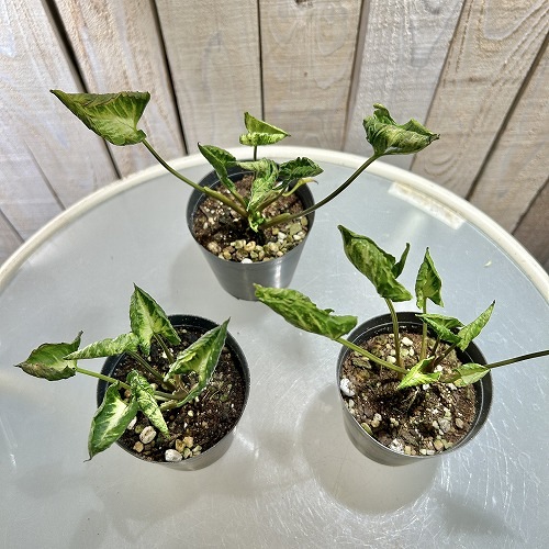 シンゴニウム ゴジラ(縮れ葉) 2.5号 ※葉傷みあり｜芳樹園オンライン