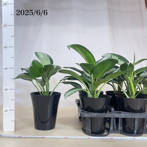 アグラオネマ オオサカブラック 6号(個体おまかせ1鉢)｜芳樹園