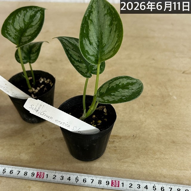 スキンダプサス Green exotica Silver 2.5号ポット(個体おまかせ1鉢
