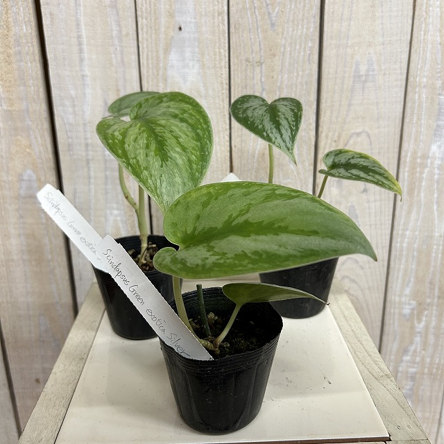 スキンダプサス Green exotica Silver 2.5号ポット(個体おまかせ1鉢