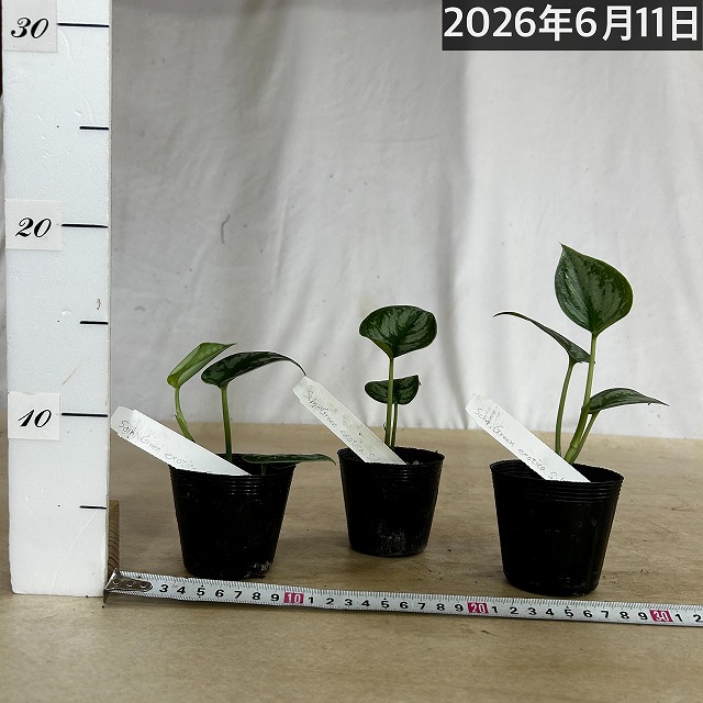 スキンダプサス Green exotica Silver 2.5号ポット(個体おまかせ1鉢