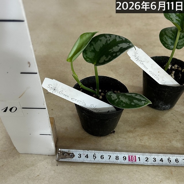 スキンダプサス Green exotica Silver 2.5号ポット(個体おまかせ1鉢