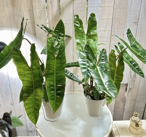 フィロデンドロン ビレッティアエ(ビレッタエ) 5号白鉢｜芳樹園