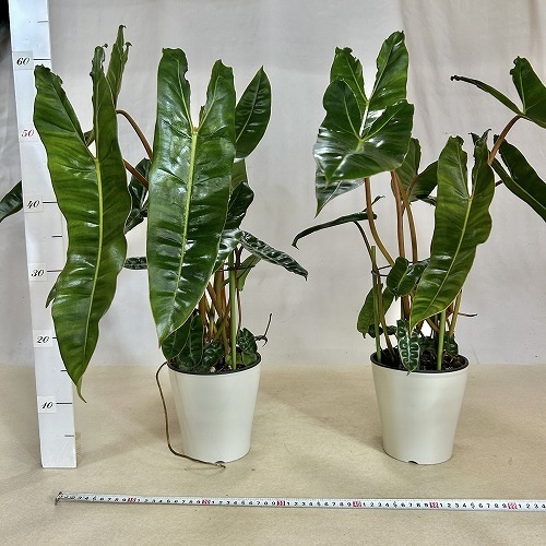 フィロデンドロン ビレッティアエ(ビレッタエ) 5号白鉢｜芳樹園