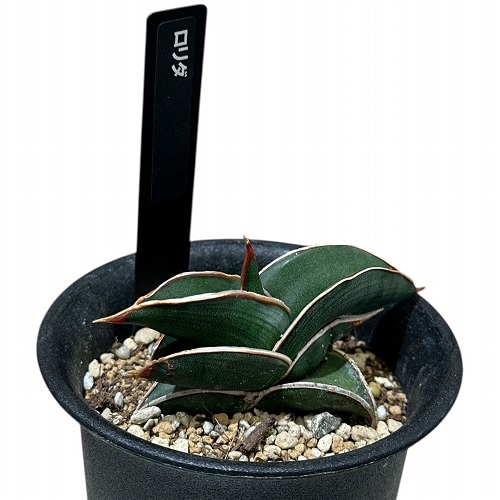 サンセベリア ロリダ 3号鉢(現品)｜芳樹園オンラインショップ