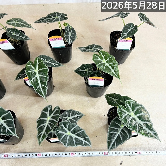 葉傷みあり】アロカシア パラソル 3号ロングポット(個体おまかせ1鉢