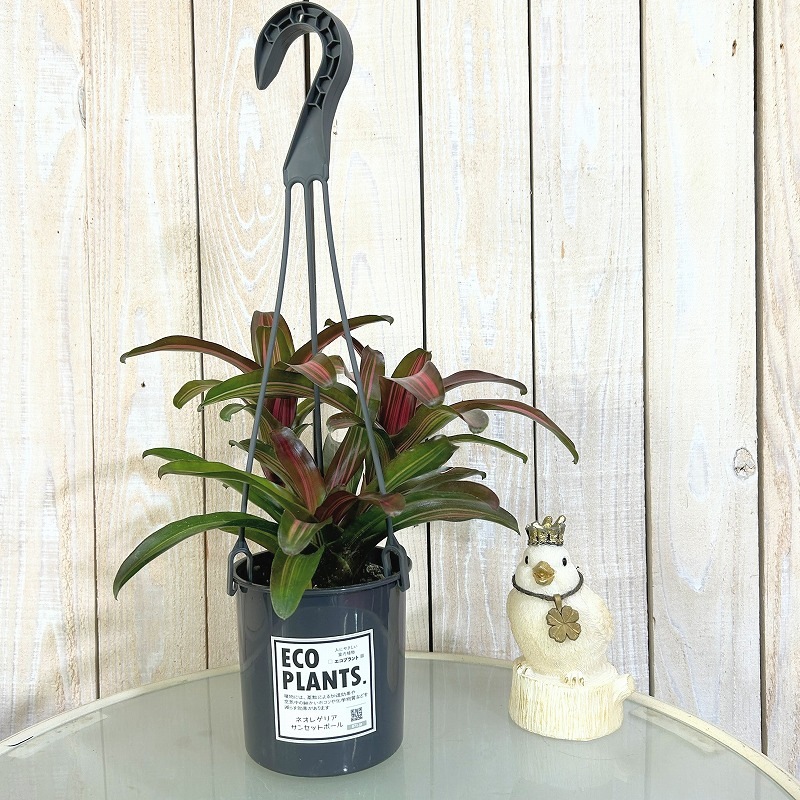 ネオレゲリア サンセットボール 4吊り鉢(底穴なし) ECO PLANTS(個体 