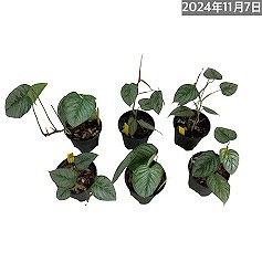 フィロデンドロン ソディロイ 4号|芳樹園オンラインショップ フィロデンドロン ソディロイ 4号|芳樹園オンラインショップ