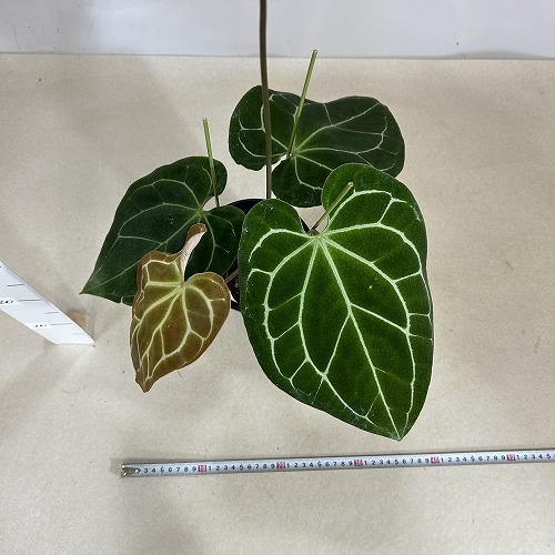 アンスリウム クリスタリナム サウスアメリカ 5号 アンスリウム サウスアフリカ クリスタリナム 5号 ¥ 9,500