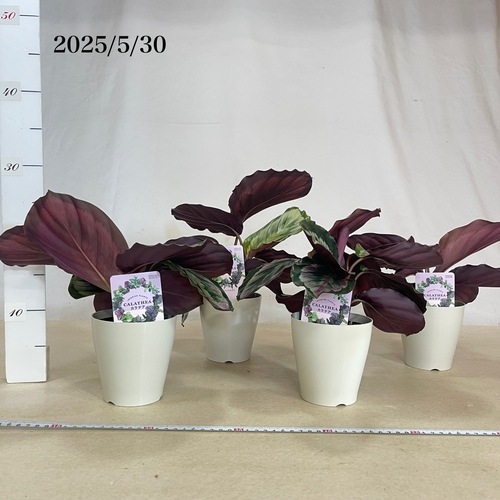 カラテア メダリオン V2 4号白丸鉢(個体おまかせ1鉢)｜芳樹園