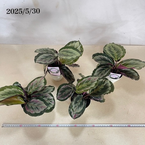 カラテア メダリオン V2 4号白丸鉢(個体おまかせ1鉢)｜芳樹園