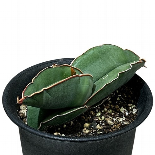 サンセベリア エレンベルギーバナナ 3.5号鉢(現品)｜芳樹園オンライン