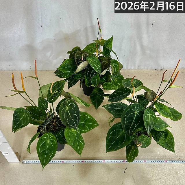 アンスリウム フォルゲッティ 5号スリット鉢(個体おまかせ1鉢)｜芳樹園