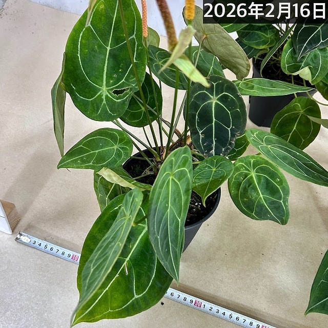 アンスリウム フォルゲッティ 5号スリット鉢(個体おまかせ1鉢)｜芳樹園