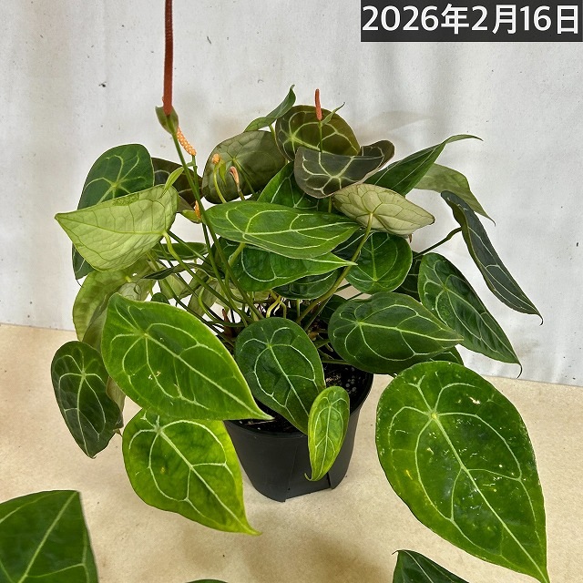 アンスリウム フォルゲッティ 5号スリット鉢(個体おまかせ1鉢)｜芳樹園