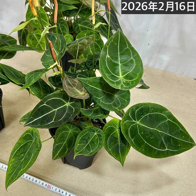 アンスリウム フォルゲッティ 5号スリット鉢(個体おまかせ1鉢)｜芳樹園