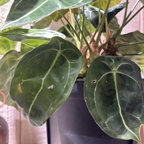 アンスリウム フォルゲッティ 5号スリット鉢(個体おまかせ1鉢)｜芳樹園