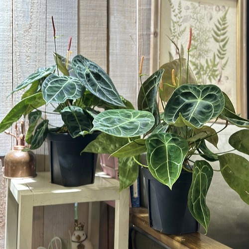 アンスリウム フォルゲッティ 5号スリット鉢(個体おまかせ1鉢)｜芳樹園