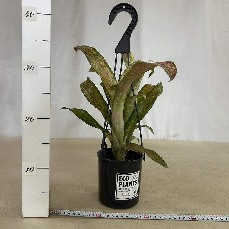 ビルベルギア シャビーチック 4吊り鉢(底穴なし) ECO PLANTS(個体