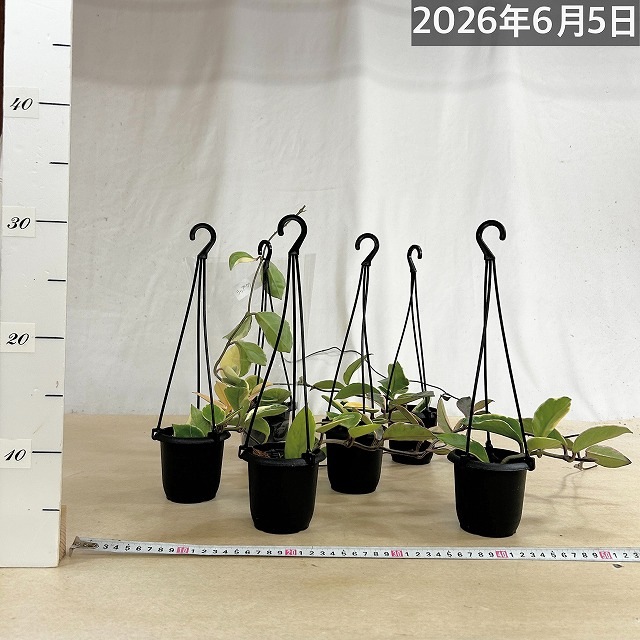 ホヤ(サクララン) リップカラー 3号吊り鉢(個体おまかせ1鉢)｜芳樹園