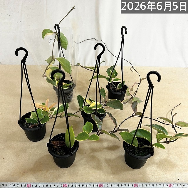 ホヤ フィリサクララン ホヤ(サクララン) リップカラー 3号吊り鉢(個体おまかせ1鉢)｜芳樹園