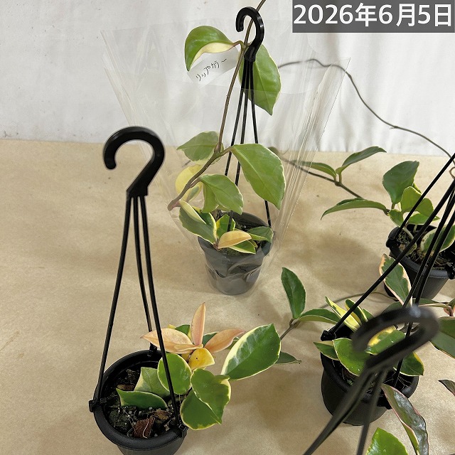 ホヤ(サクララン) リップカラー 3号吊り鉢(個体おまかせ1鉢)｜芳樹園