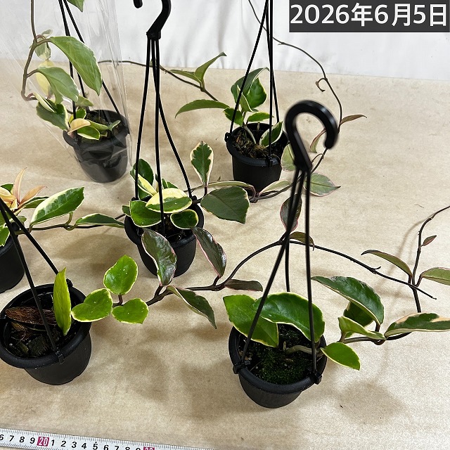 ホヤ(サクララン) リップカラー 3号吊り鉢(個体おまかせ1鉢)｜芳樹園
