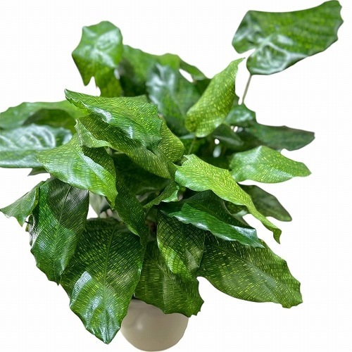 カラテア ムサイカ(モザイク) 5号白鉢｜芳樹園オンラインショップ