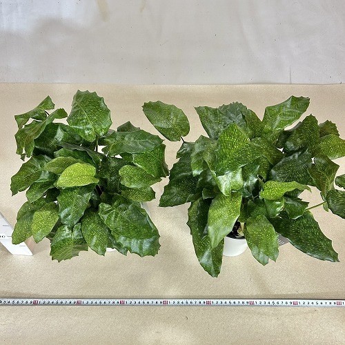 カラテア ムサイカ(モザイク) 5号白鉢｜芳樹園オンラインショップ