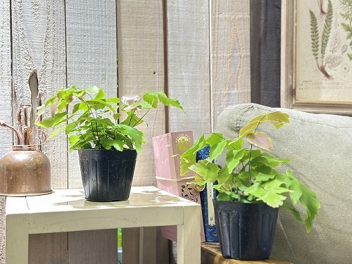 アジアンタム マクロフィルム 3号ポット(個体おまかせ1鉢)｜芳樹園