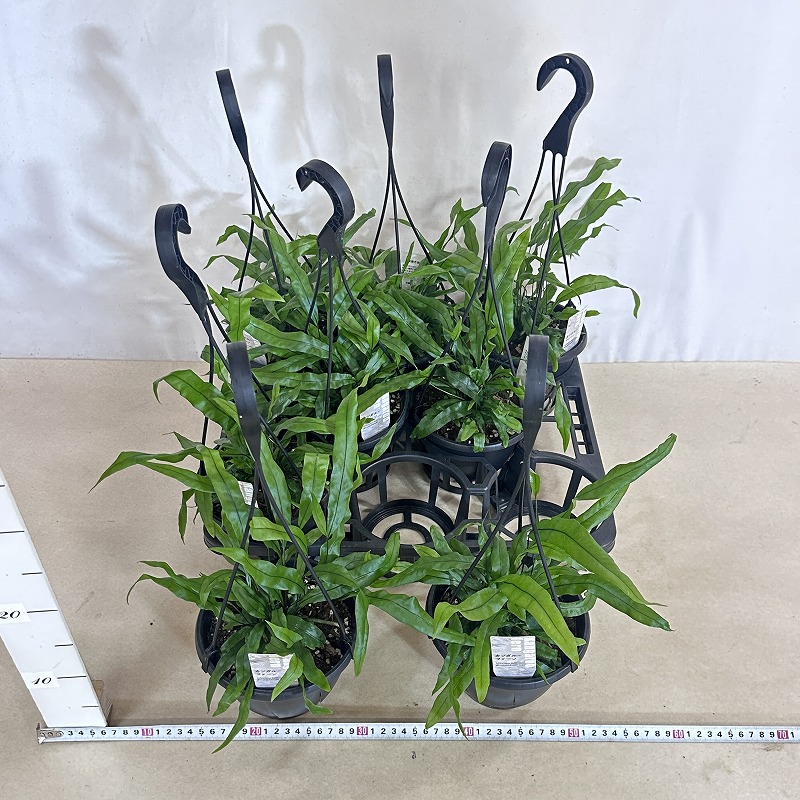 カンガルーファーン 5号吊り鉢(個体おまかせ1鉢)｜芳樹園オンライン