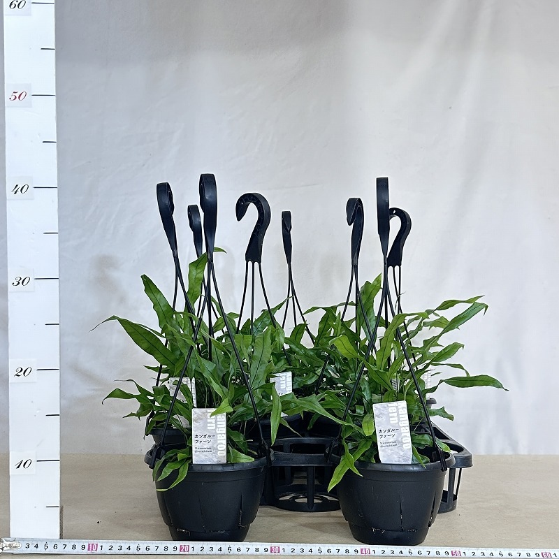 カンガルーファーン 5号吊り鉢(個体おまかせ1鉢)｜芳樹園オンライン
