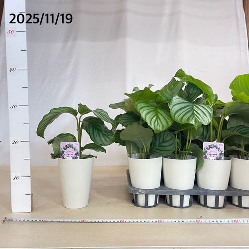 アロカシア4種類セット＋カラテア オルビフォリア 鉢皿付き カラテア