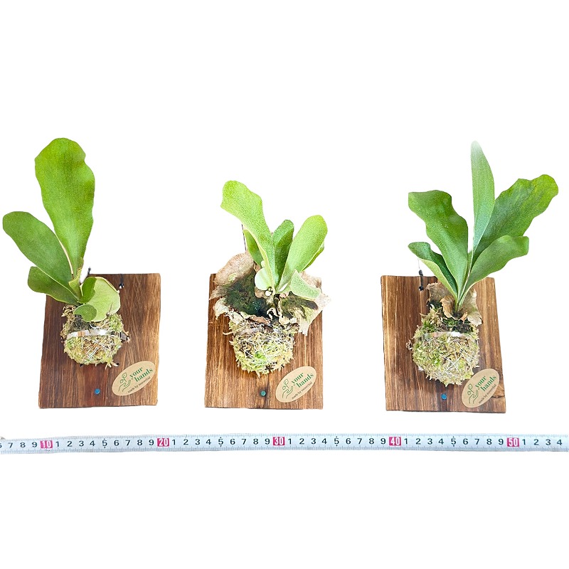 ビカクシダ(P.ビフルカツム) 給水タンク付き 板付け(個体おまかせ1鉢