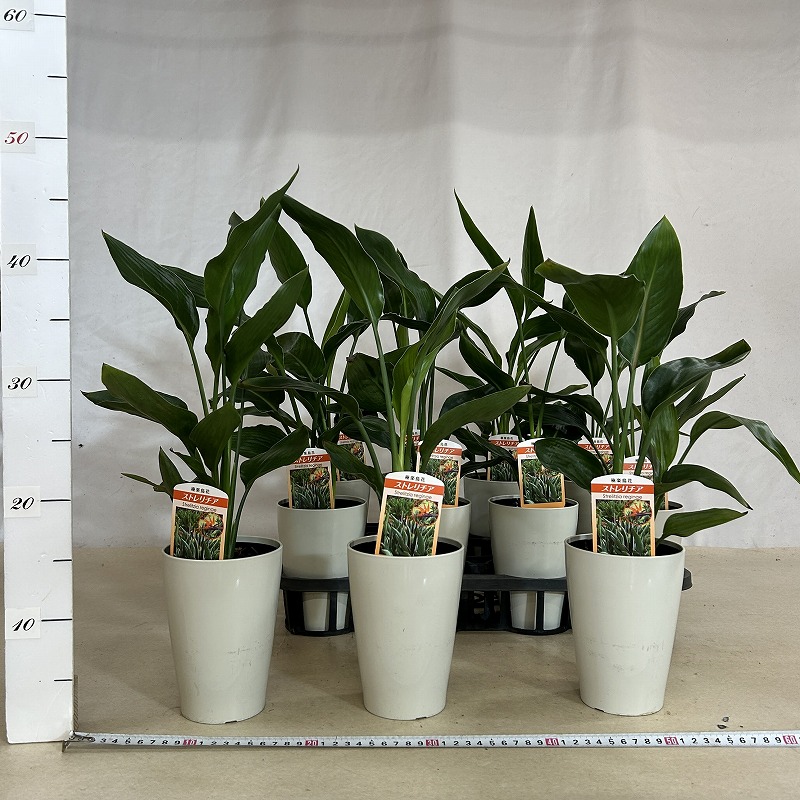 ストレリチア レギネ 4号ロング鉢(個体おまかせ1鉢)｜芳樹園オンライン