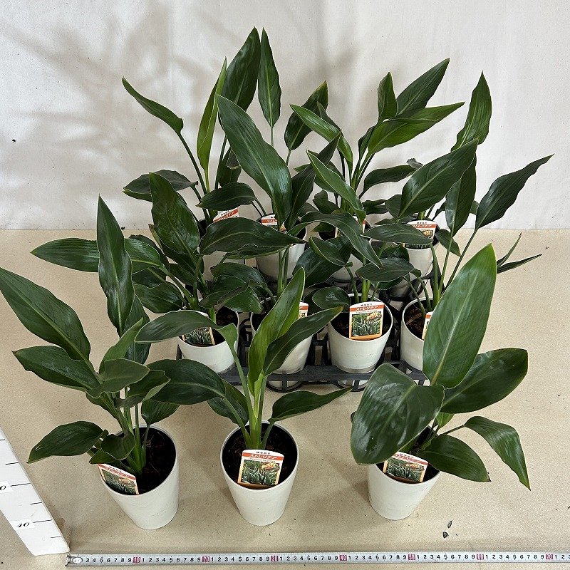 ストレリチア レギネ 4号ロング鉢(個体おまかせ1鉢)｜芳樹園オンライン