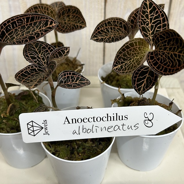 ジュエルオーキッド Anoectochilus albolineatus 2号(個体おまかせ1鉢
