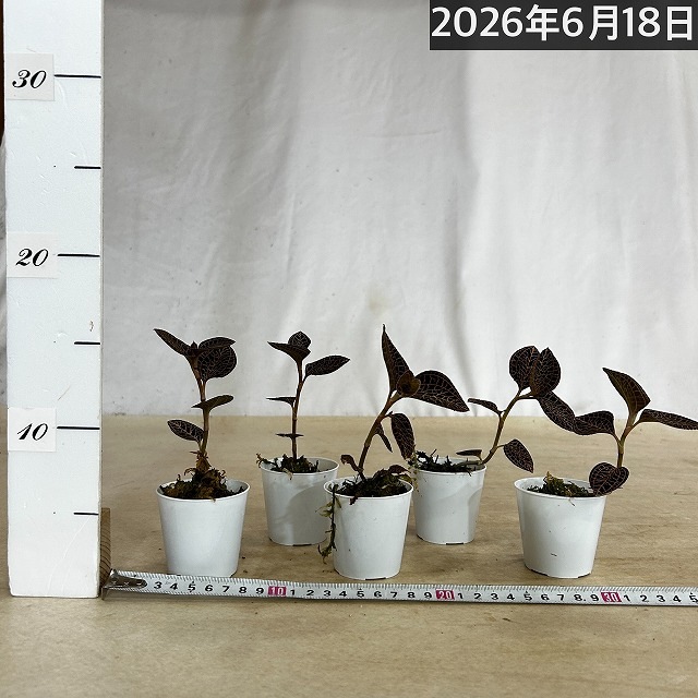 ジュエルオーキッド Anoectochilus albolineatus 2号(個体おまかせ1鉢