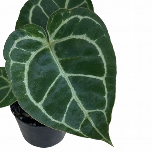 NMP様　特価激レア　アンスリウム　クリスタリナム　ミント　斑入り　バリエガータ NMP様 特価激レア アンスリウム クリスタリナム ミント 斑入り