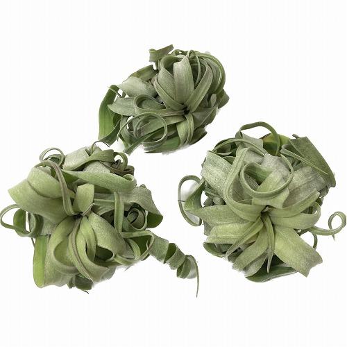 エアプランツ ストレプトフィラ SSSサイズ(極ミニ) 形状おまかせ1株